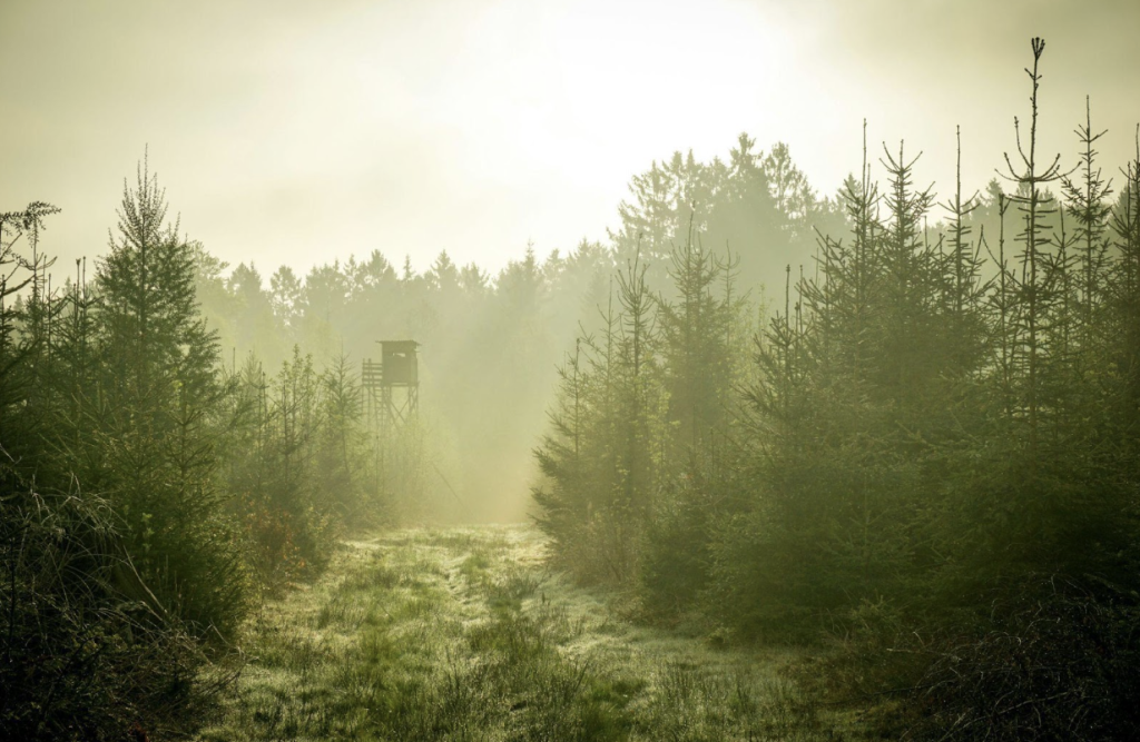 forest